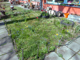 Unsere Wildblumenwiese Unsere Wildblumenwiese