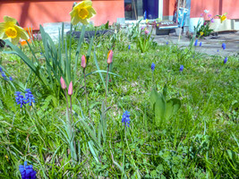 Unsere Wildblumenwiese Unsere Wildblumenwiese