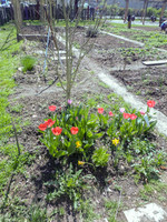 Unsere Wildblumenwiese Unsere Wildblumenwiese