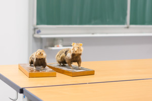 Elternabend 8/9a Elternabend 8/9a