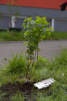 Auftakt zur Umgestaltung des Außengeländes Auftakt zur Umgestaltung des Außengeländes