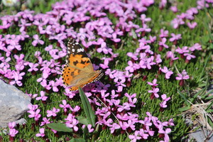 Alpenüberquerung – der Vortragsabend Alpenüberquerung – der Vortragsabend